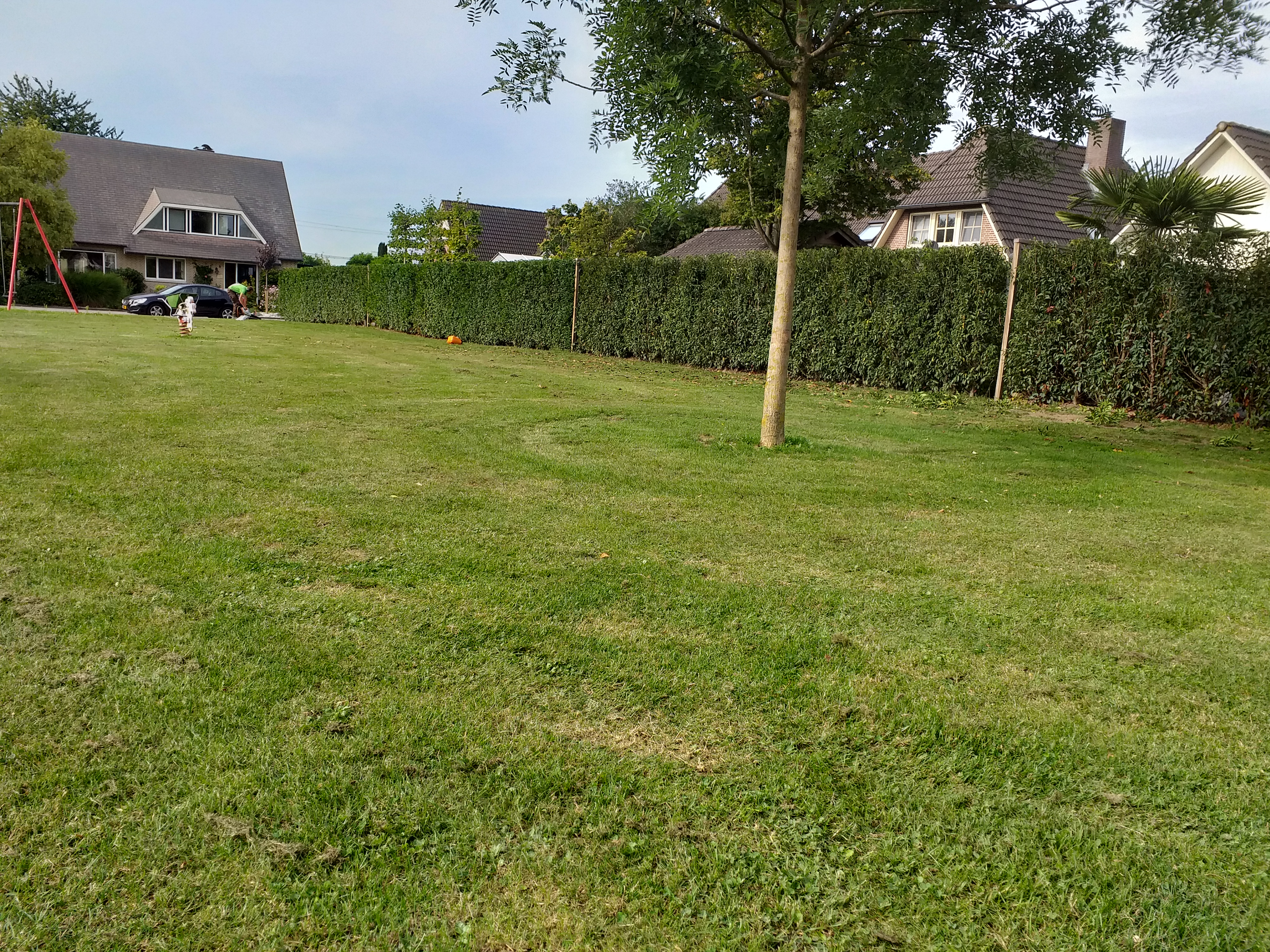 Meerdere meters aan heggen snoeien in Duiven